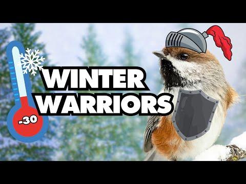 Winter Warriors | How Birds Survive the Cold #Video