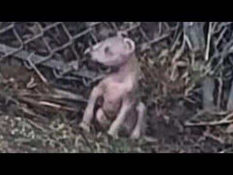 Dog is so unusual scientists are stuyding her #Video
