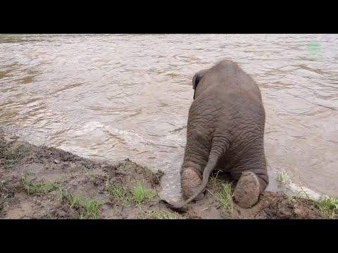 Baby Elephant Slowly Crawled Down To The River To Find Her Friend - ElephantNews #Video