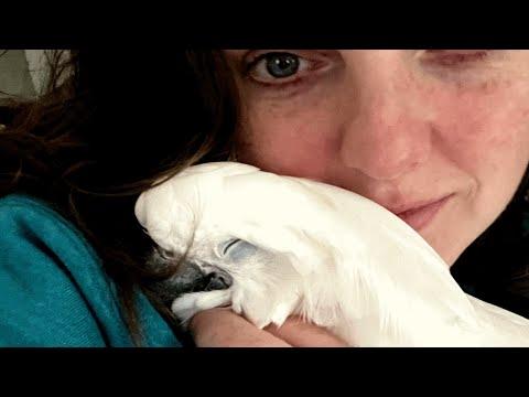 This cockatoo talks almost like a human with sore throat #Video