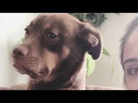 Dog is so happy to be adopted #Video