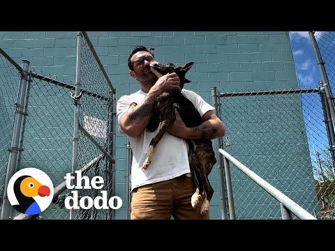 Skinny Rescue Dog Finds A Home And Doubles In Size #Video