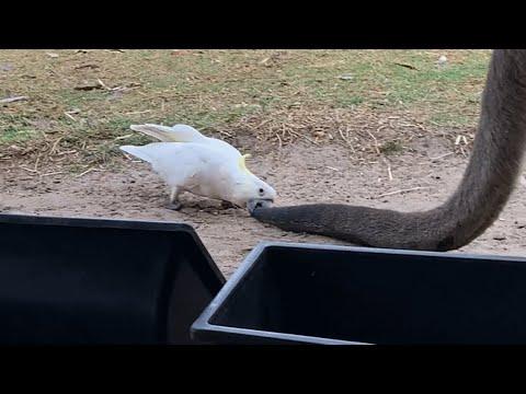 Meanwhile in Australia, cockatoos are biting tails of kangaroos and stealing their food #Video