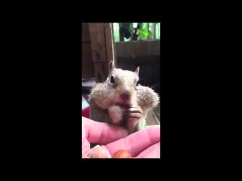 Squirrel Fills His Cheeks With Chestnuts