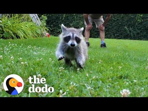 Rescued Baby Raccoon Learns How To Swim With Dad #Video