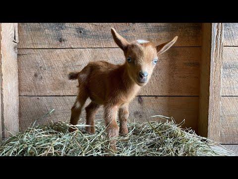 Tiny TUI the goat! #Video
