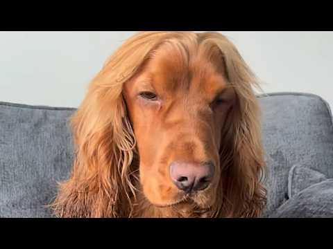Meet Alfie, a dog that looks like Fabio and sings opera #Video
