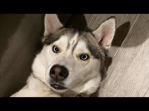 Man adopts a husky. Then he discovers his tantrum problem. #Video