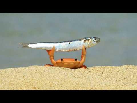 I Thought These Animal Behaviors Were Normal... Until I Found Out! #Video