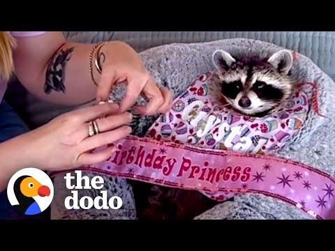 Raccoon Is Such A Daddy's Girl #Video