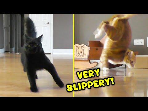 Cats Slipping on New Floors for the First Time! #Video