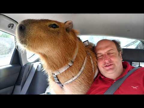 When Animals Get So Attached to Dad They Follow Him Everywhere #Video