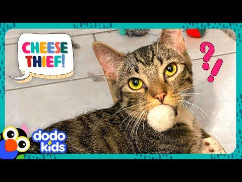 Secret Agent Cat Must Steal The World's Cheese | It's Me! | Dodo Kids #Video