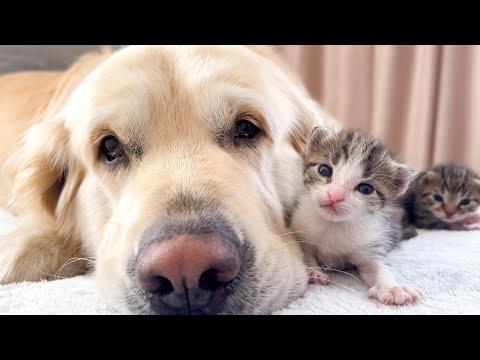 Baby Kittens Love Golden Retriever #Video