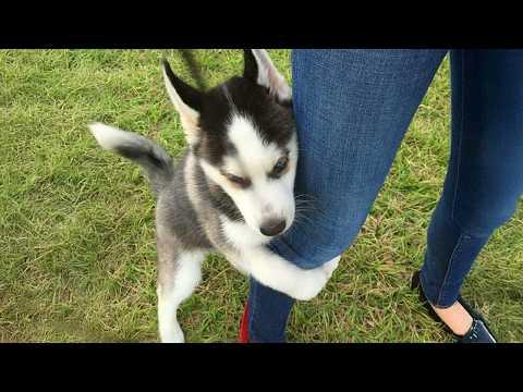 Huskies are the Queens of All Drama! #Video