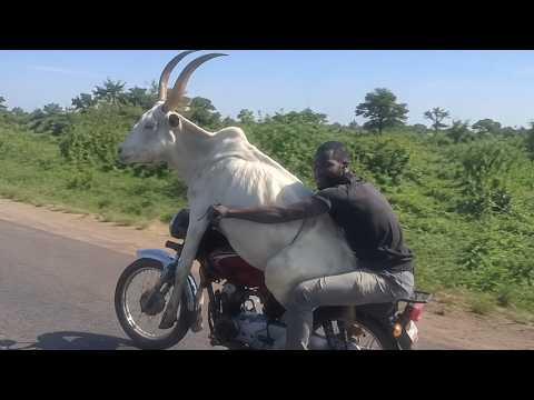 When Your Passenger Is Bigger Than the Motorcycle | Funniest Animals Video 2026 #Video
