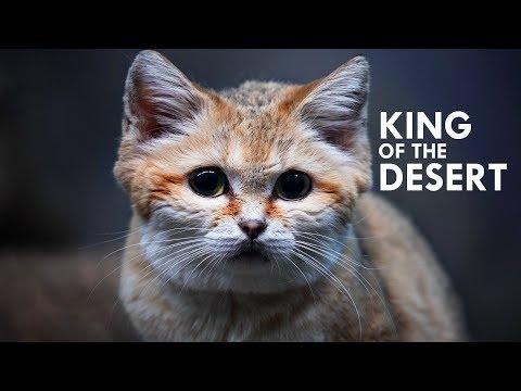 Sand Cat: The King of the Desert #Video