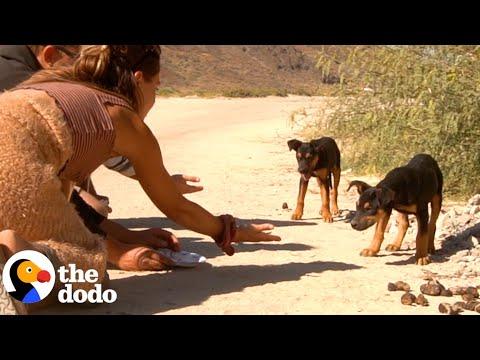Couple Tries Rescuing Two Puppies for Six Hours At The Beach #Video