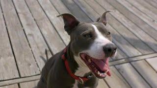 Waiting for a Forever Home: Wanda | Pit Bulls & Parolees