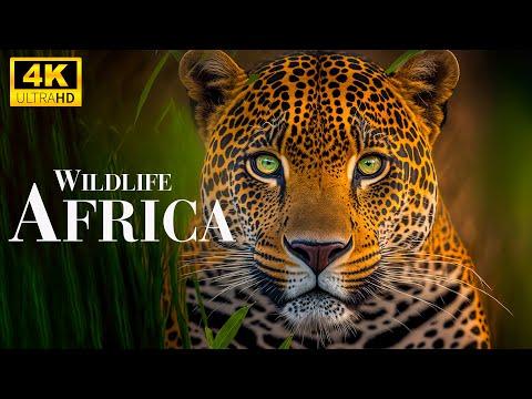 African Wildlife 4K - Wonderful Wildlife Movie With Soothing Relaxing Music #Video