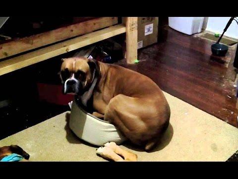 Big Dogs Trying To Fit Into Small Dog Beds Compilation