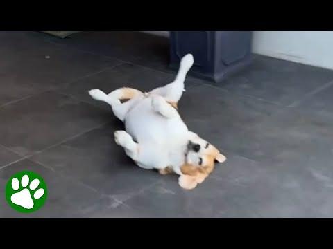Dog 'falls' to get attention #Video