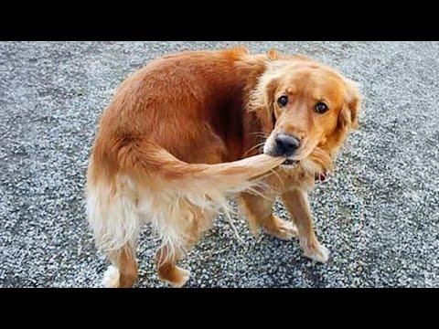 Weird Dogs Are the Real Comedians! #Video