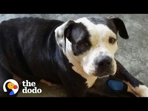 Paralyzed Pittie Turned Into A Ray Of Sunshine | The Dodo