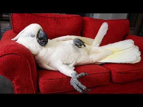 These Parrots Are WAY Too Funny #Video
