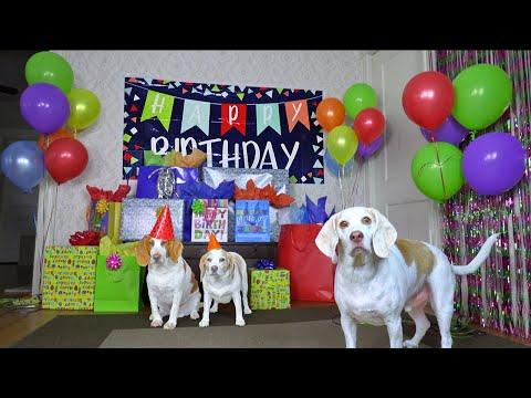 Dog Gets Biggest Birthday Surprise Party Ever Video! Cute Dogs Penny & Potpie Throw Party for Maymo