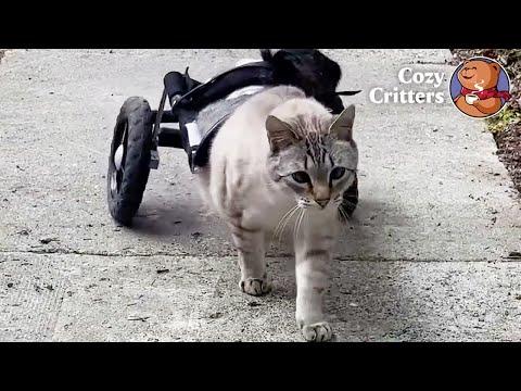 The Cat Who Found His Own Way to Move #Video