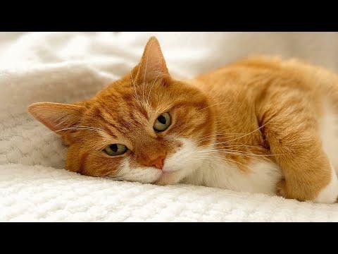 Dog person adopts her first cat. Here's how that went. #Video