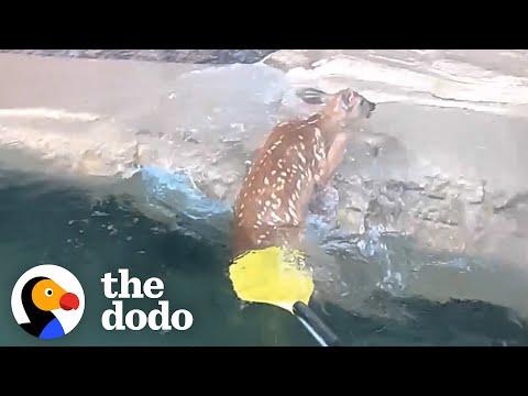 Kayakers Save The Sweetest Baby Deer #Video