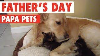 Father's Day: Papa Pets
