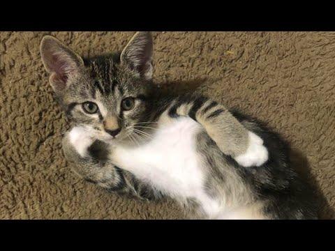 The CUTEST Kitten videos in the world just Arrived!