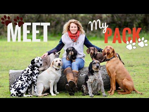 Meet my Pack of Dogs! - Emma Massingale #Video