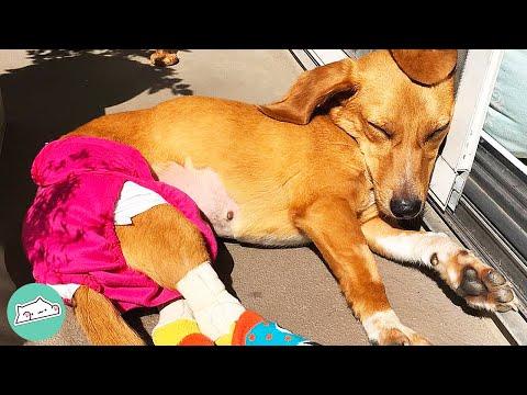 Dog Found by the Road has Finally Found her BFF #Video