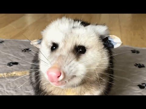 Woman takes in blind opossum who had no one else #Video