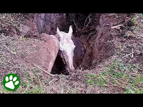 Horse Stuck in Mud Pit Gets Dramatic 14-Ton Excavator Rescue #Video