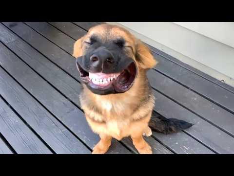 Funny Dogs Caught Being Absolutely Ridiculous #Video