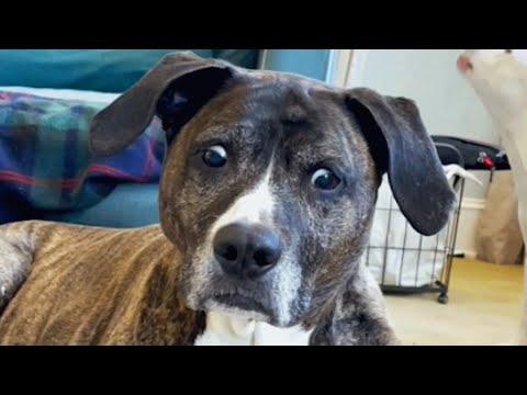 If eyes are window into souls, this dog's soul is something else #Video