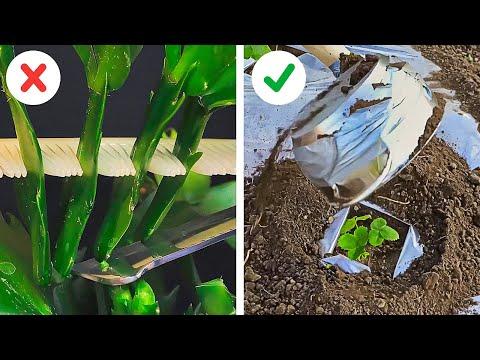 Plantastic Hacks: Growing Healthy and Beautiful Plants #video