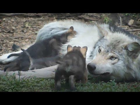 Loving Wolf Patiently Cares for Her 4-Week-Old Wolf Pup Siblings Video