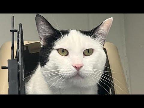 Scared cat relaxes when he hears Spanish #Video