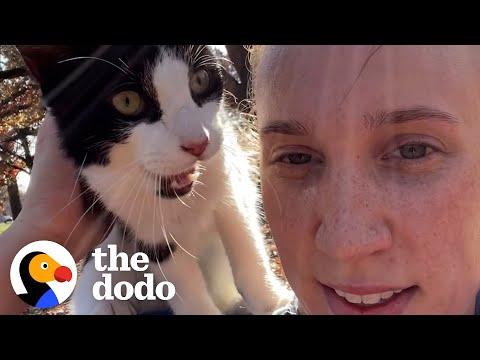 Woman Going For A Jog Finds A Meowing Stray Cat #Video