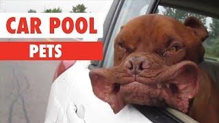 Car Pool Pets