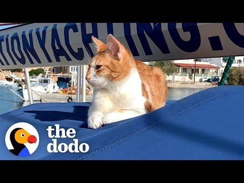 Kitten Shows Up On Couple's Boat And Stays Forever