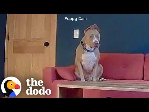 Fostering An 'Only Dog' In A Multi-Dog Family #Video