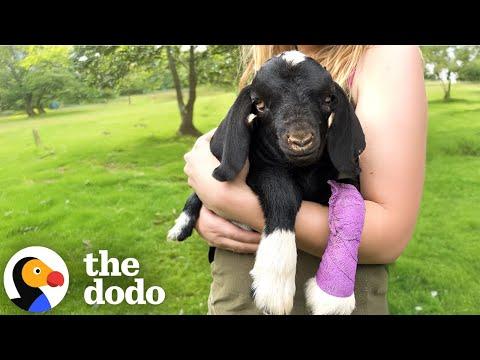 Three-Legged Baby Goat Finds A Best Friend In A Little Pig | The Dodo