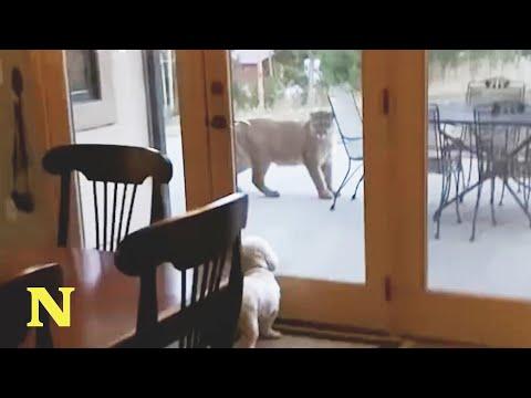 Hungry mountain lion approaches tiny dog #Video
